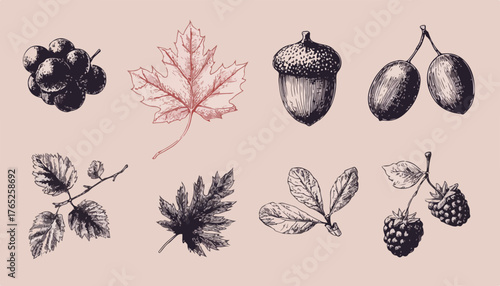 Colección ilustrada de elementos botánicos otoñales, incluyendo bayas, hojas y bellotas, ideal para diseños naturales y orgánicos.