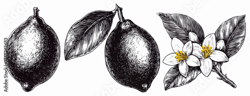 Delicata incisione di frutti di limone e candidi fiori, un omaggio all'eleganza della natura mediterranea in un'opera grafica senza tempo.