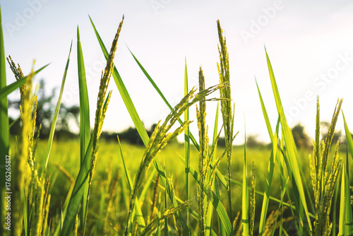 field of green rice plants with  bright blue sky in  background
