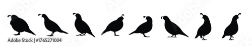 standing quail silhouette vector