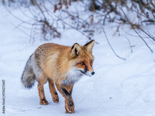 Foto European Red Fox (Vulpes vulpes) in winter forest