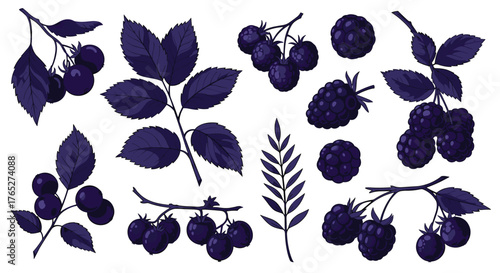 Collection of Dark Blue Berries and Leaves in Various Arrangements.
