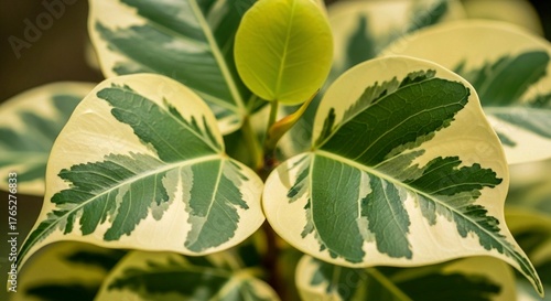 close up of a plant, Variegated Ficus Triangularis Leaves 