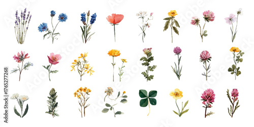 Collection of  distinct watercolor wildflower elements for artistic projects and floral designs isolated on transparent background