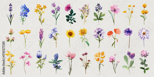 Beautiful collection of diverse botanical elements and delicate floral illustrations