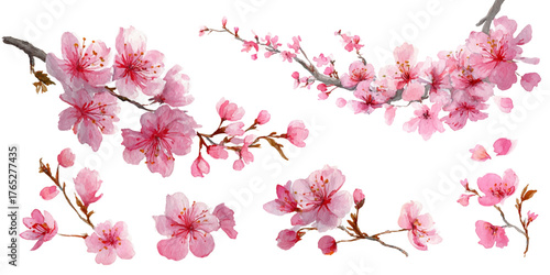 Delicate hand painted watercolor cherry blossom branches with soft pink petals against a white backdrop isolated on transparent background