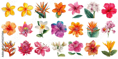Collection of twenty four vibrant tropical and exotic flowers isolated on a white background
