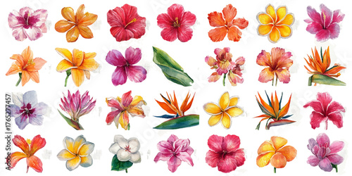 Vibrant watercolor tropical flowers collection diverse exotic blooms isolated for floral design projects isolated on transparent background