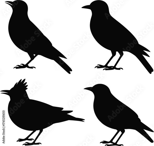 Black silhouette lark bird collection
