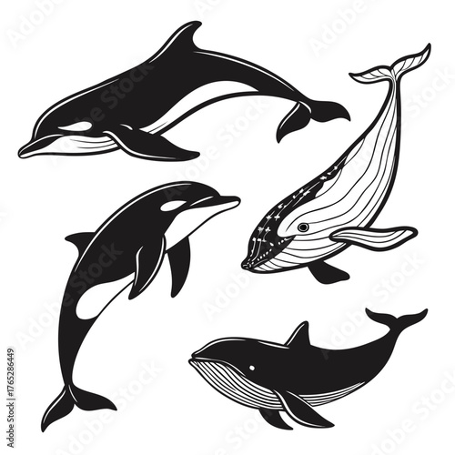 Four black and white marine mammals illustration whale