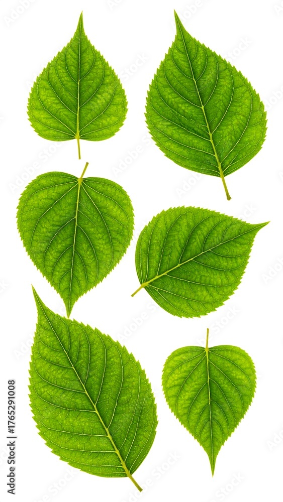 Fototapeta premium Collection of six verdant leaves, showcasing diverse shapes on white