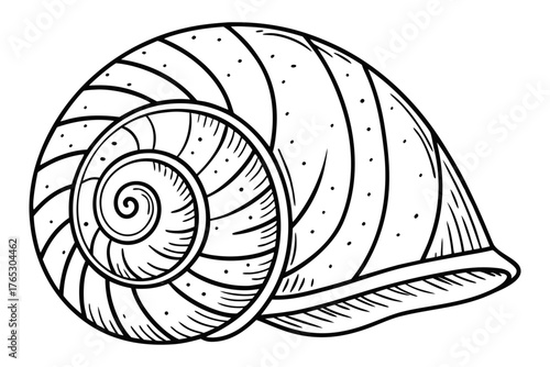 A detailed black and white illustration of a spiral seashell, highlighting its intricate patterns and natural curvature, perfect for nature and marine life themes