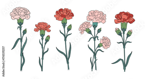 Beautiful Carnation Flowers in Various Colors and Stages of Bloom.