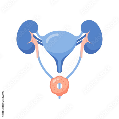 Female Reproductive System Diagram