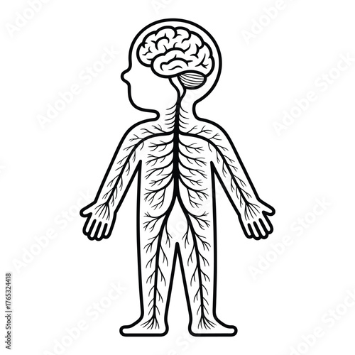 Diagram of the human nervous system showing the brain spinal cord and nerves in a child