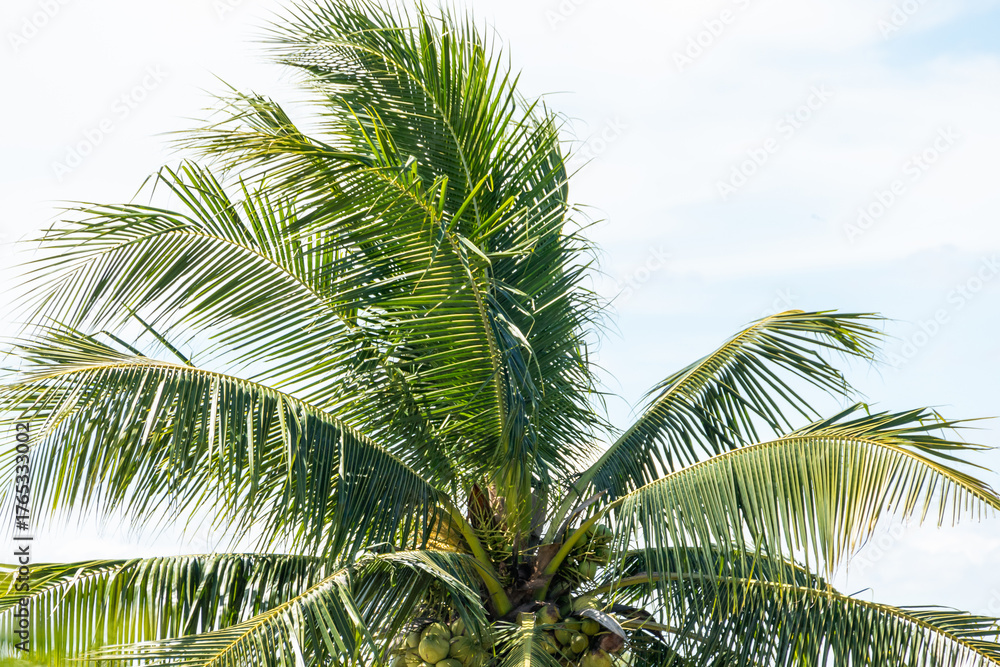 Obraz premium Palm trees dancing in breezy tropical paradise nature sunny atmosphere close-up view