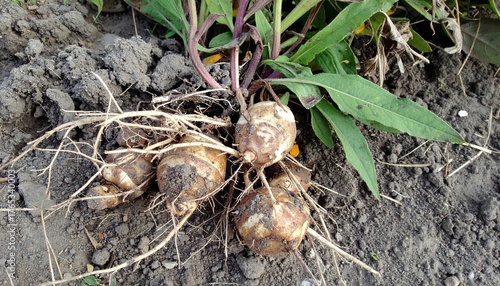 Harvested Jerusalem Artichokes Sunroot Earth Apple Topinambur Closeup Outdoor Ground Dirt Soil