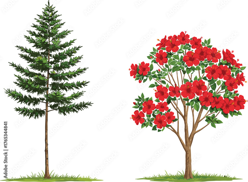 Fototapeta premium Evergreen Conifer Tree and Red Flowering Shrub Botanical Vector Illustration with Green Grass, Nature Contrast, Seasonal Tree Comparison for Stock Use