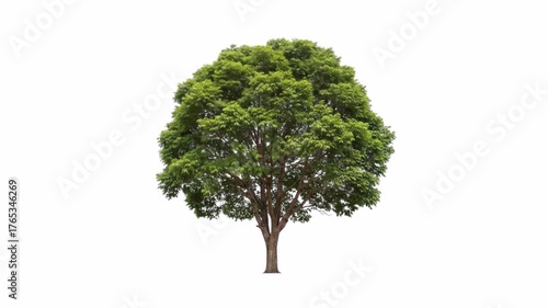 Green big mahogany tree isolated on a white background. Animation 4k video.