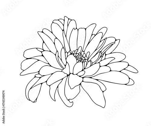 Hand drawn chrysanthemum flower outline isolated on white background