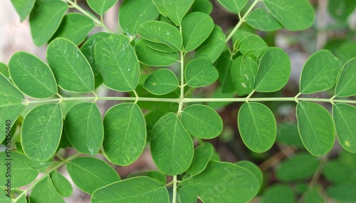 Wallpaper Mural Moringa Tree Close-Up Leaves Vibrant Green Healthy Foliage Nature Botanical Beauty Torontodigital.ca