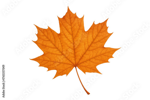 Wallpaper Mural Maple leaf displaying vibrant orange color and texture, symbolizing autumn season with transparent background Torontodigital.ca