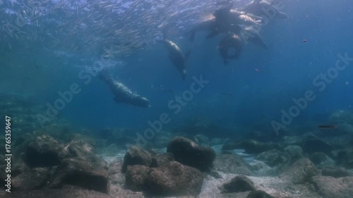 A playful group of baby sea lions floating on the surface and swimming up and down in slow motion. Cinematic 4K slow motion