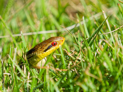 日向ぼっこをするシマヘビ