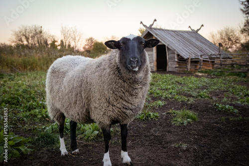 Tableau sur toile A female Romanov sheep stands on and looks toward the camera lens on an autumn evening
