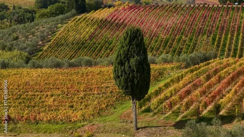  Idyllic tuscan countryside. colorful autumn vineyards fields and cypresses trees. Tuscany scenic landscape , Italy, Chianti region, aerial 4k hd drone video