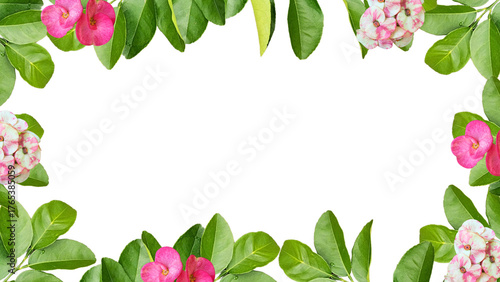 Green Leaf Frame with Pink Flower Decoration on Transparent Background