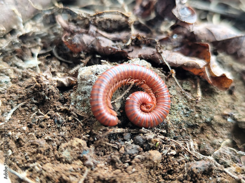 Reddish-brown ground centipedes or millipedes on damp ground, displaying detailed body texture and natural spiral patterns with sharp macro focus.