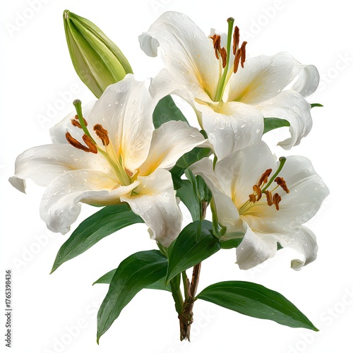 Fresh White Lily Bouquet with Dew Drops