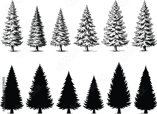 Conifer tree comparison set, detailed and silhouette styles, black vector illustration, winter forest design, foliage variation graphic, seasonal nature art collection