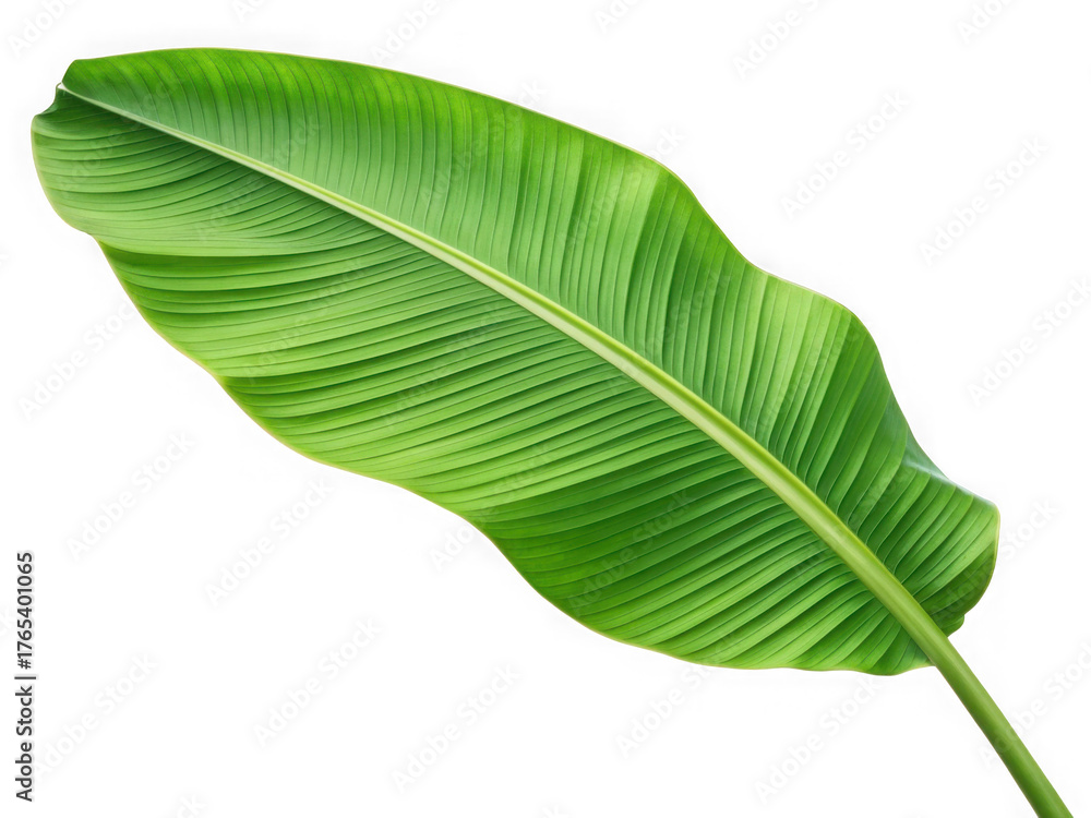 Fototapeta premium A single green banana leaf isolated on transparent background