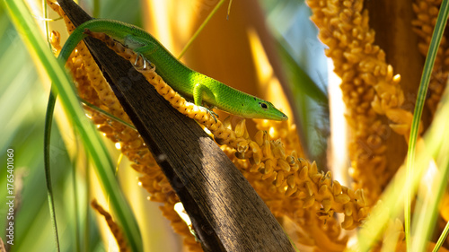 A vibrant green lizard clings to a tree trunk surrounded by golden-yellow leaves, basking in natural sunlight. Perfect for wildlife, nature, and tropical ecosystem themes.
