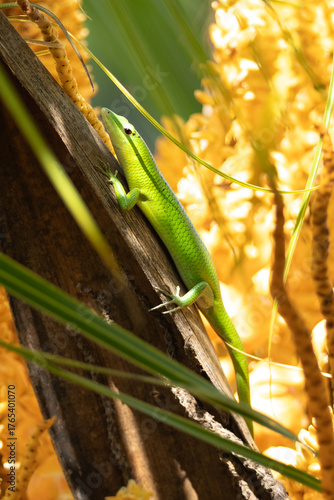 A vibrant green lizard clings to a tree trunk surrounded by golden-yellow leaves, basking in natural sunlight. Perfect for wildlife, nature, and tropical ecosystem themes.
