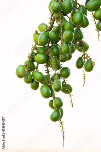 Close-up of fresh green matoa fruits (Pometia pinnata) hanging on a branch with a bright natural background. Native tropical fruit from Indonesia, symbol of freshness and nature.