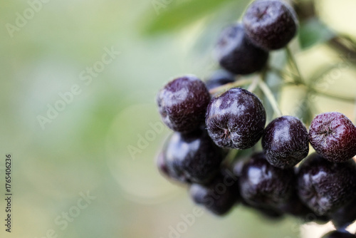Close-up of black-blue berries on a branch, macro photography. Ripe chokeberries.