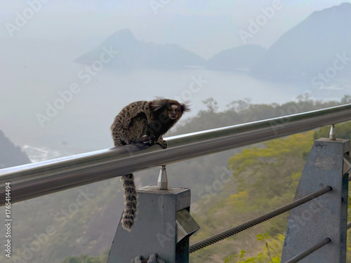 Photography Close-up of cute Callithrix monkey at Urca Hill at Brazilian city of Rio de Janeiro on a spring day