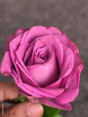 a beautiful lavender or purple rose with ruffled petals. The image captures the intricate details and color of the flower, held by a hand against a neutral background.