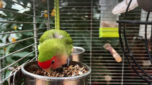 Colorful bird enjoying seeds in cozy cage habitat
