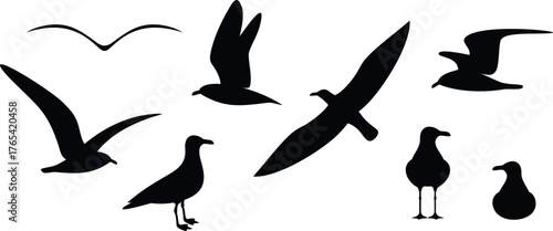 Seagull set. Isolated seagull on white background