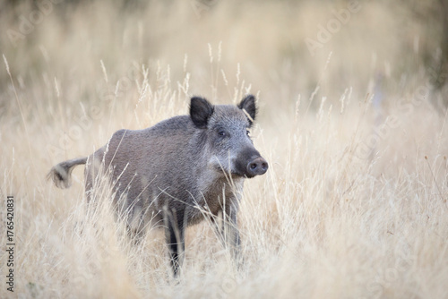 wild boar in the wild