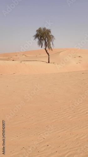 Single ghaf tree in the middle of the sand dunes in the desert in UAE