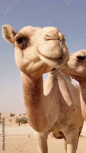 Middle Eastern camels in the desert in Abu Dhabi, UAE