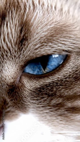 Close Up of a Cat Eye With Blue Iris