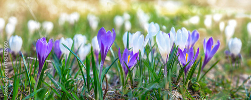 beautiful violet and white crocus flowers blooming in a meadow at springtime ...