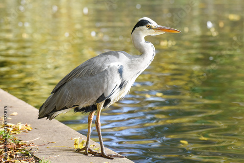 Photos A Heron which is part of the Ardeidae family of birds is at the edge of a fresh