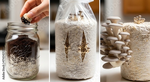 Step by step process of growing oyster mushrooms at home collage.